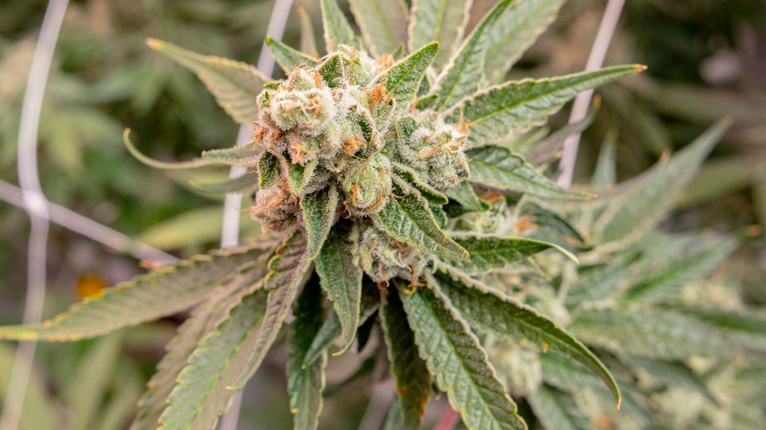 Sunland Park, NM Cannabis Dispensary Pecos Valley Production